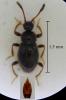 Euconnus wetterhallii